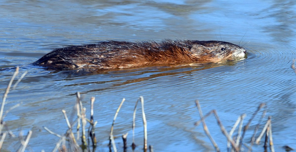 Muskrats are native to wetlands throughout much of North America. Despite their name and rat-like tails, these rodents aren’t closely related to rats. Have you seen any muskrats lately? 📷 Jim Hudgins/USFWS