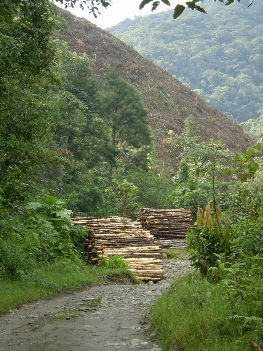 Scientists' warning to humanity on tree extinctions
Rivers et al. <a href="/MalinRivers/">Malin Rivers</a> <a href="/bgci/">Botanic Gardens Conservation International</a> <a href="/GTA_GTSG/">GlobalTreeAssessment</a>

📖ow.ly/KMuj50R9gSW

#CelebratingBotanicGardens