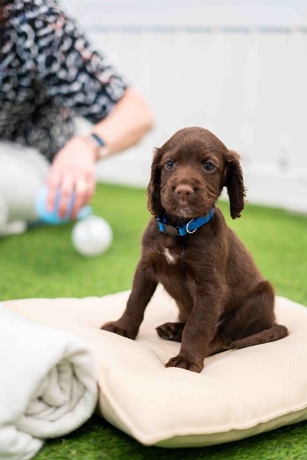 On the blog- @AntoninaSemkin reports from the Health and Wellbeing at Work Conference 2024, which included puppy therapy sessions from @pawsinwork @HWatWork blogs.kcl.ac.uk/socialcarework…