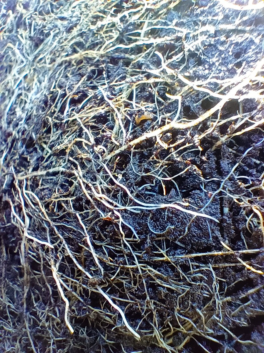 Web Tree
