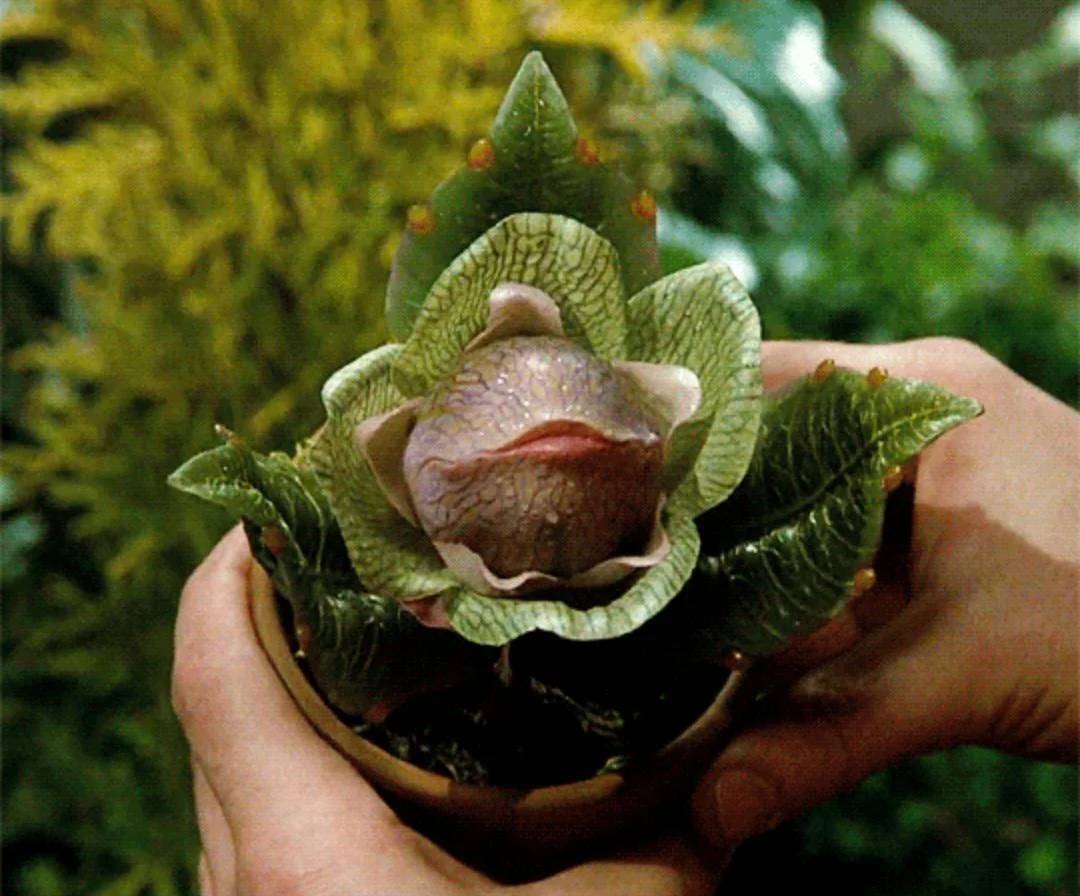 ask_aubry's tweet image. Hey everyone, look at this cute plant I picked up yesterday during the eclipse!