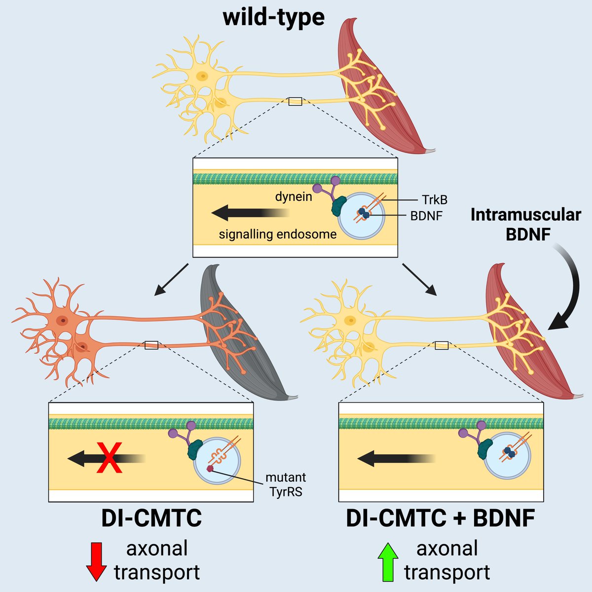 Boosting BDNF in muscle rescues impaired #AxonalTransport in a mouse model of DI-CMTC peripheral neuropathy: sciencedirect.com/science/articl… Well done team! @ellierhymes @RLSimkin @JiiiiiQu @surana_sunaina @DVillarroelC @SchiavoMNPlab & co. @UCLIoN @UCLBrainScience @UKDRI #CMT