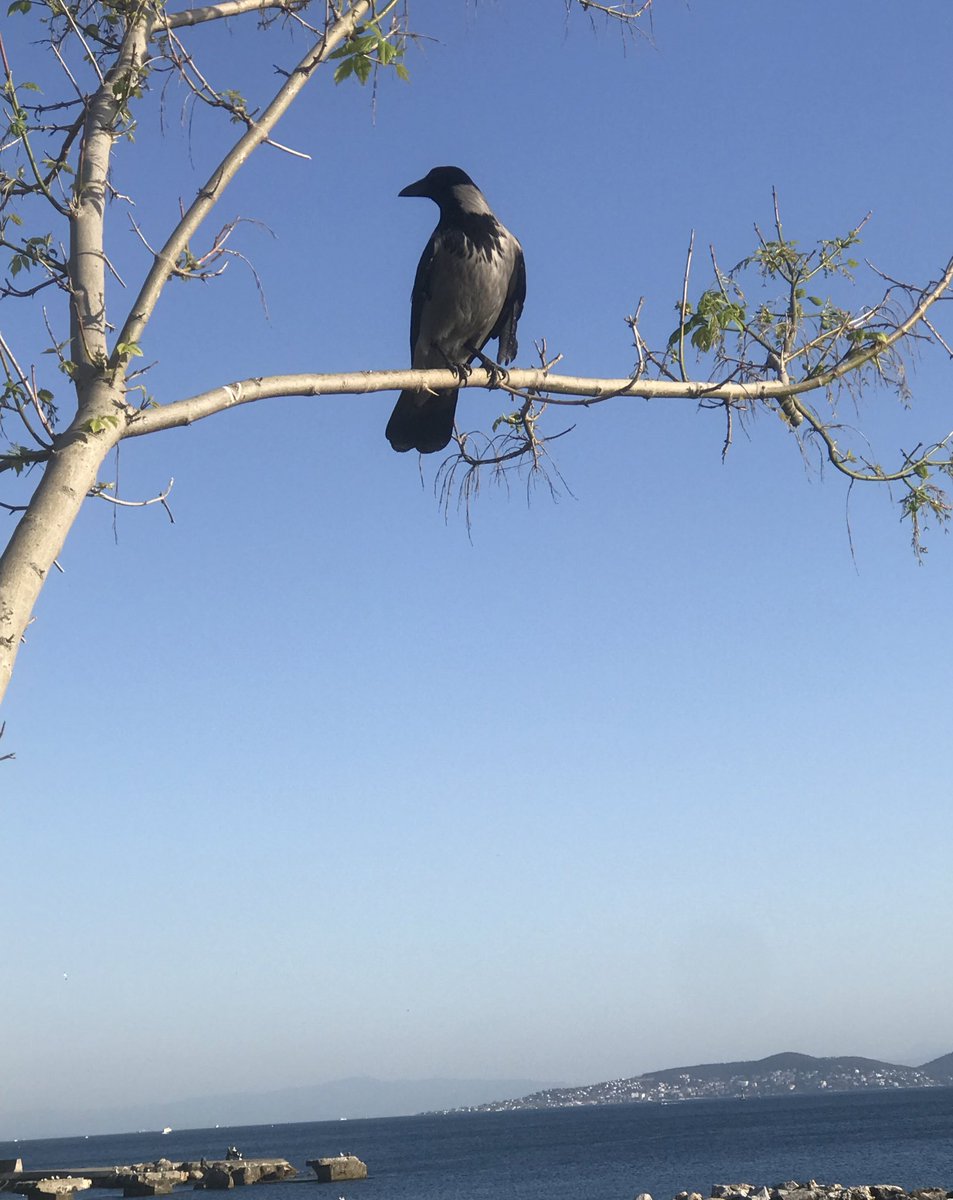 Karga, gül bahçesinde gezmekle bülbül olmazmış. Neyse, burası da gül bahçesi değil zaten…😊