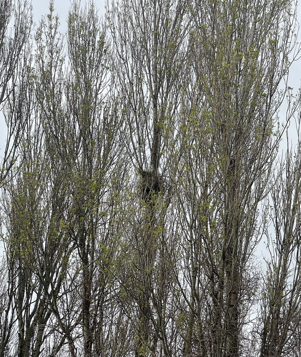 What’s amazing during  #StormPierrick is that this birds nest - made either by crows or magpies ( both were fighting over it but the crows won) Not a twig has been lost