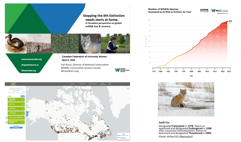 Great to share ideas last night with @CFUWFCFDU on the past & future of wildlife loss & recovery in Canada, our work @WCS_Canada, and the role hope in conservation.