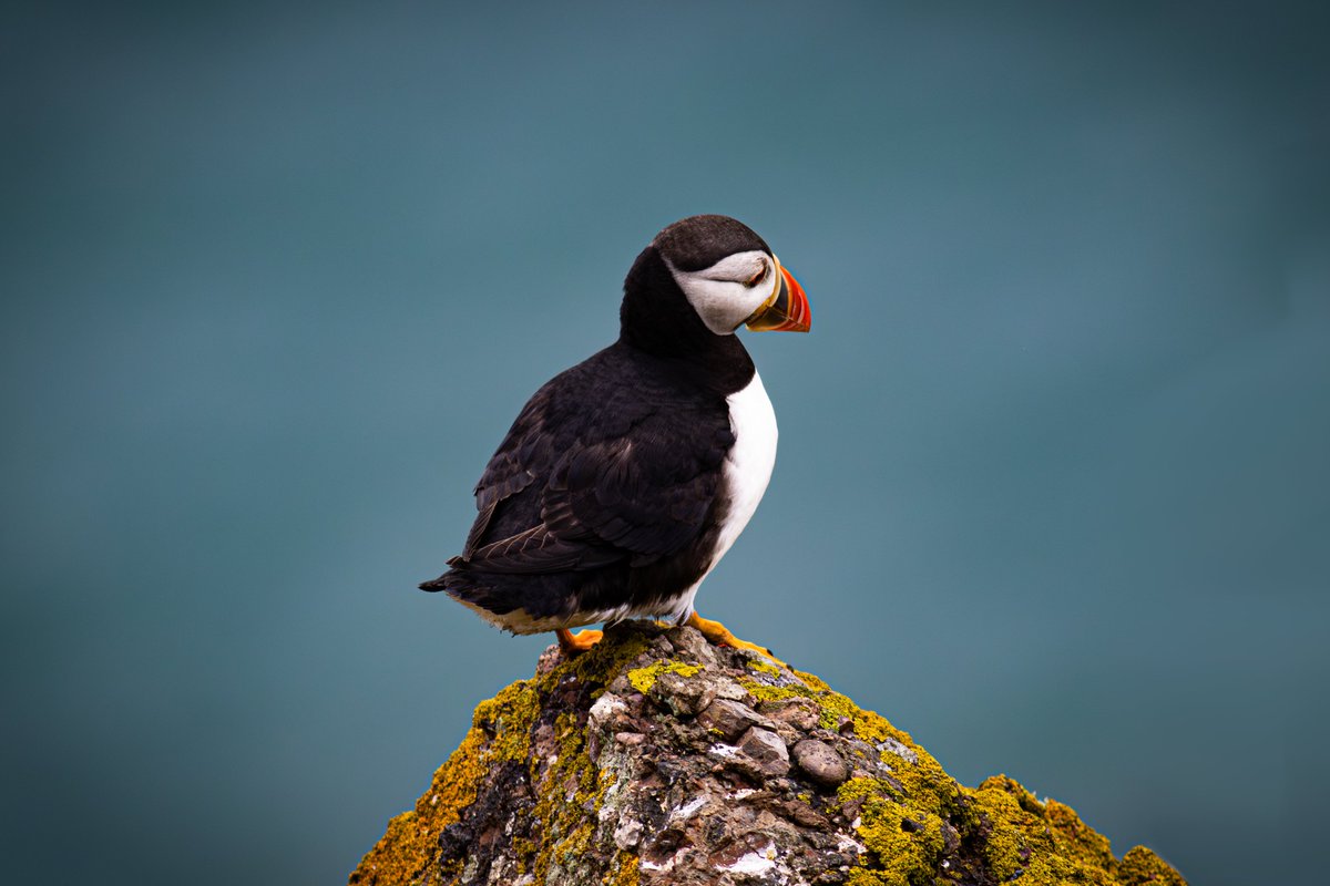 2849 - Watching
#photography #animal #bird #wildlife #Nature #Puffin #outdoors #cute #skomerisland #skomerislandpuffin