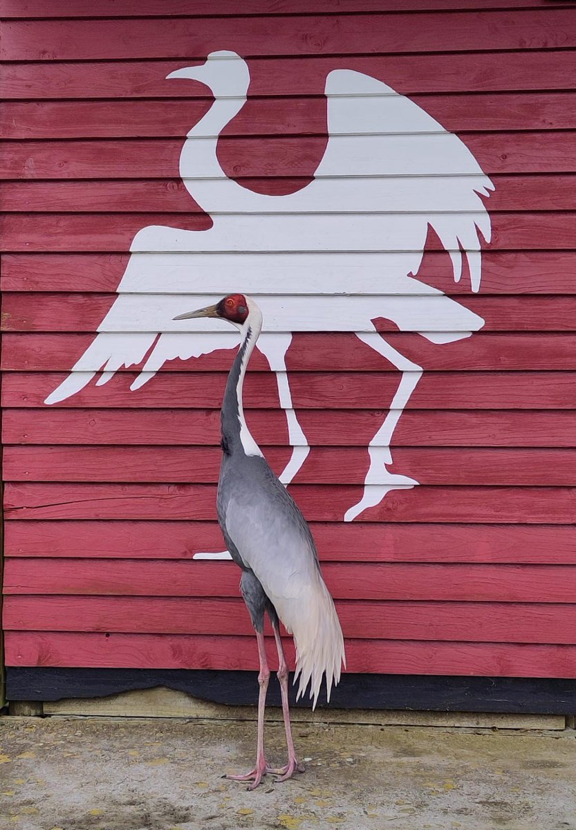 'Hmmm, yes, I like it...it truly captures the very essence of self!' Who knew that Basil the white-naped crane was such an art critic?! 🤣 #crane #whitenapedcrane #asianadventure #follyfarm #pembrokeshire #silhouette