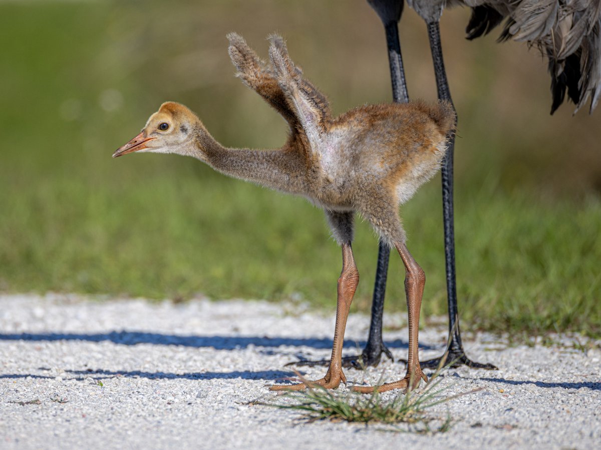 Another sandhill crane colt shot. I love those wings!