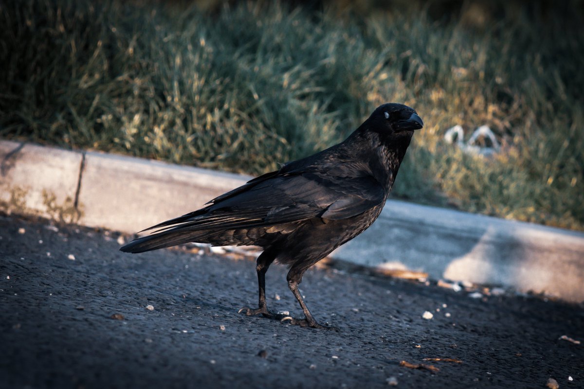 1450 - Corvid
#photography #nature #naturephotography #wildlife #wildlifephotography #raven #bird #whiteeye #deathbird