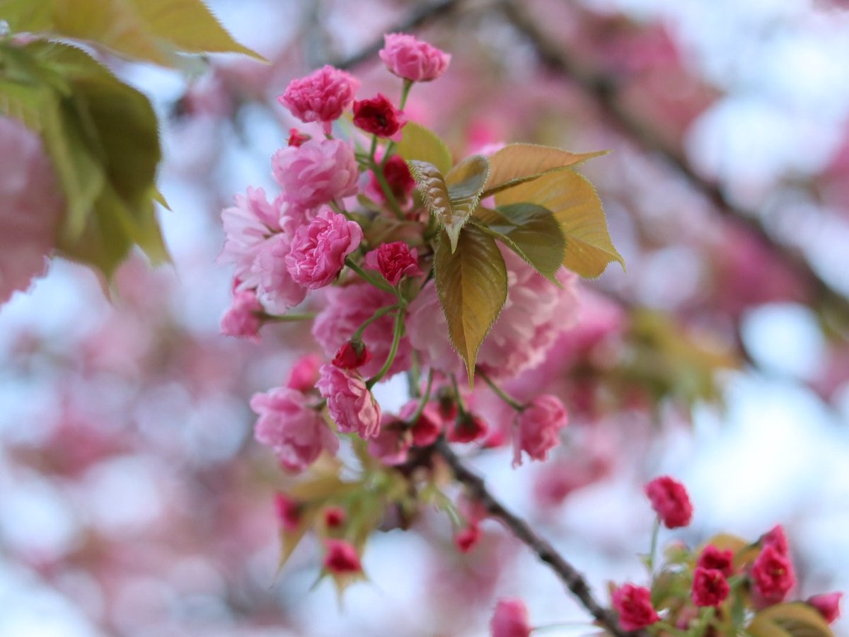 ginn_camer's tweet photo. 明るさ調節とかしたらもっとそれっぽく見えるんじゃないかなあって思ってます https://t.co/7K9Ny3x2uV