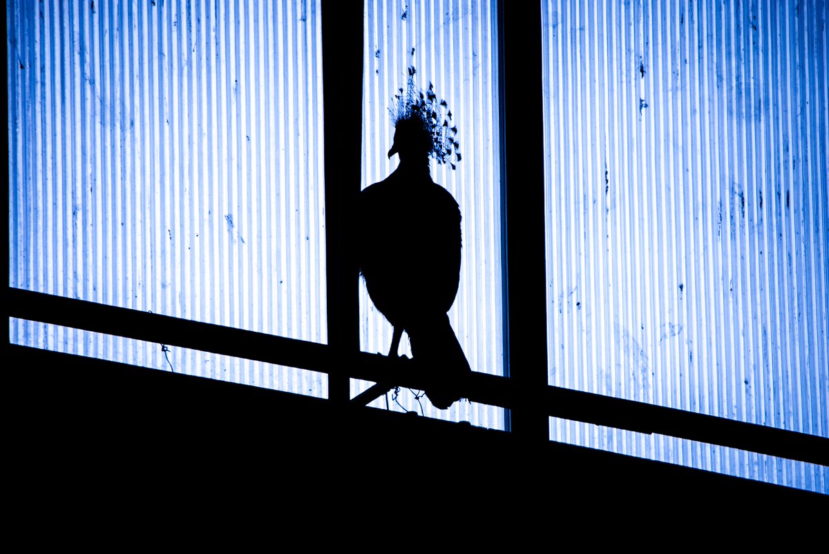 5477 - Longing
#photography #nature #naturephotography #wildlife #wildlifephotography #bird #crownedpigeon #silhouette