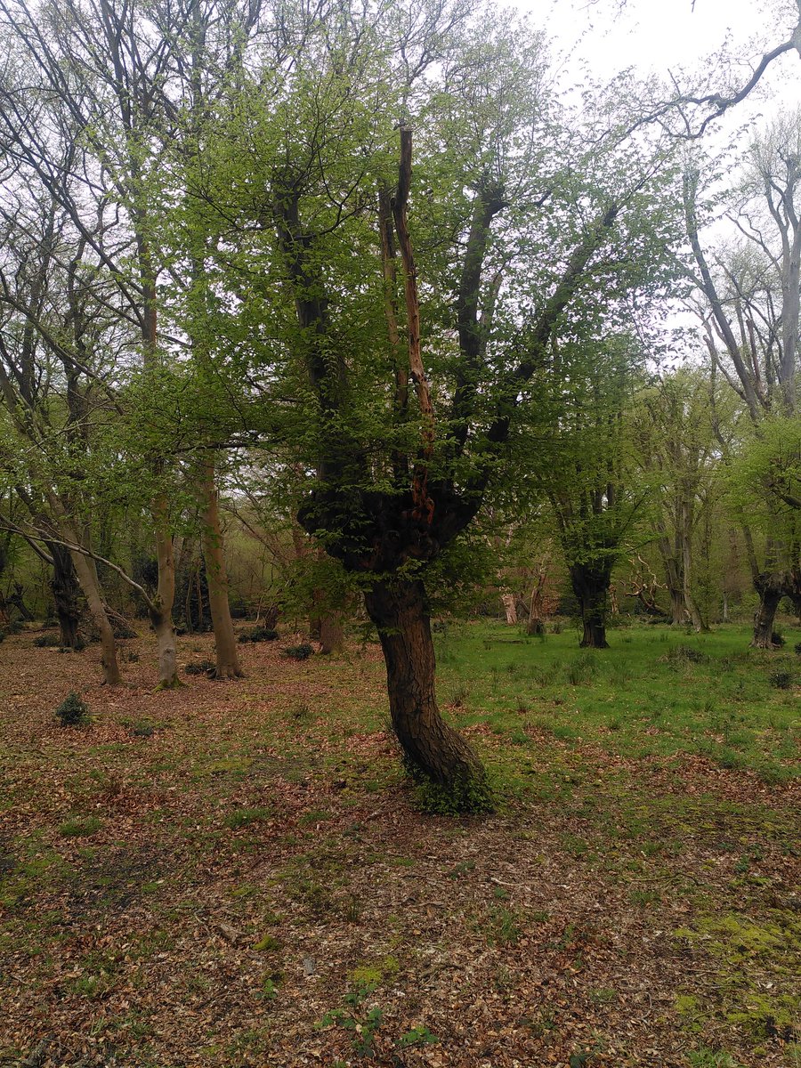 Love the absolute #resilience of this wonderful #hornbeam #pollard bursting back into springtime life. #EppingForest #LoveEppingForest