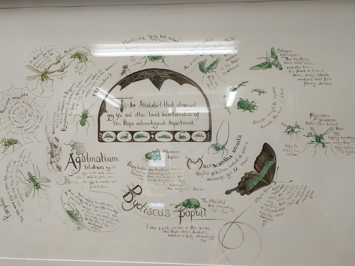 Beautiful image of why entomology changes people's lives, including 'A shared passion for flies can result in marriage'! Oxford University Museum Hope entomology dept.