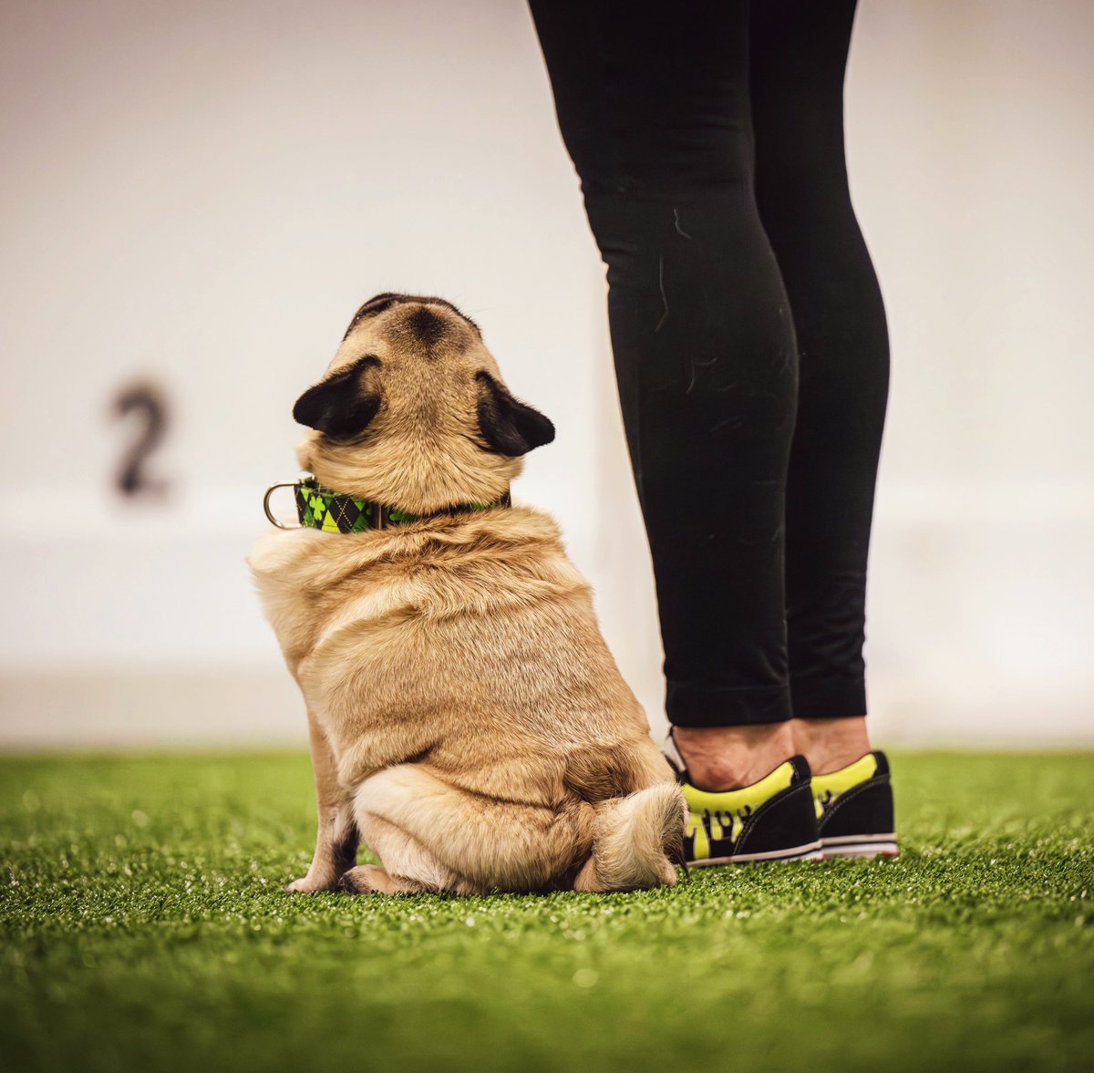 Mom says I’m teeny, tiny “pugtato” perfection 💚 ~ Z man #pug #purebred #workingdog