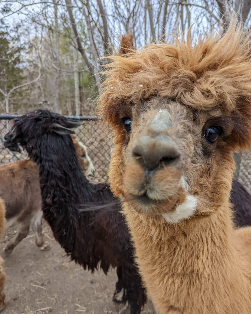 Alpaca Lips > Solar Eclipse 🦙🌘 Gerald and Reggie are curious. What was your #SolarEclipse experience like yesterday? ⬇️