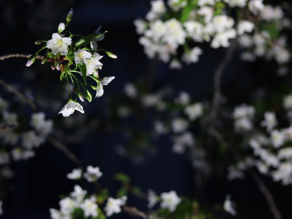 ginn_camer's tweet photo. 真っ暗中に浮かび上がる花も嫌いじゃないかなって https://t.co/ZVXhhUQOXN