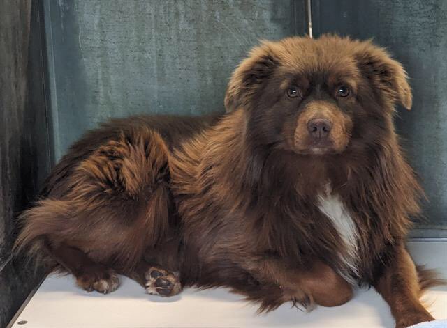 🆘Euthanasia🆘 rescue only Stunning Bear #A796181 is terrified and confused 😞 Owners dumped him w/ agreement for euthanasia! He’s 4yo Unaltered. kennel D 19 Offer to foster, reach out to REPUTABLE rescues on his behalf🙏🏼 24Petconnect.com/DetailsMain/SB… Devore Animal Shelter ☎️ (909)
