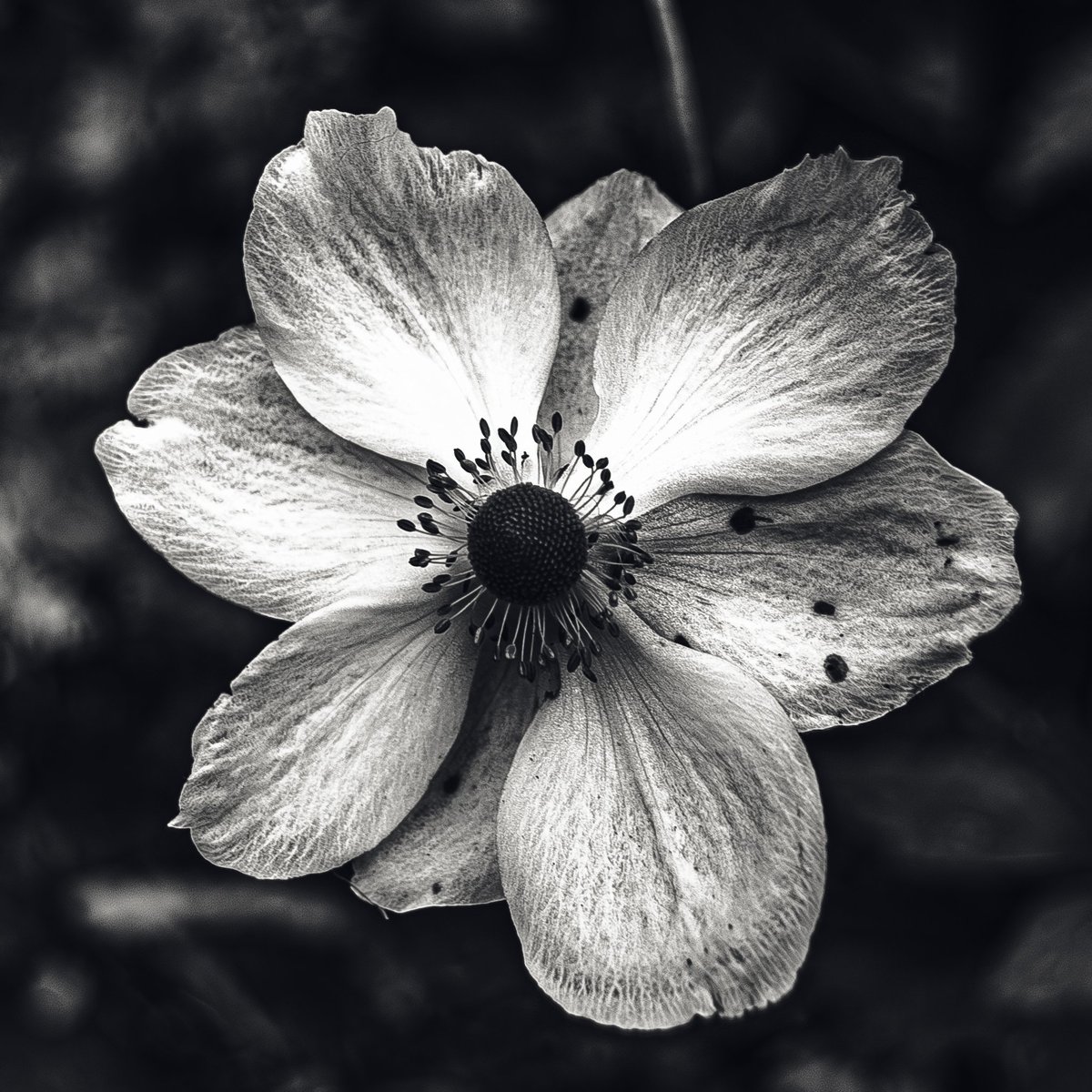 1757 - Black & White Flowers
#photography #nature #naturephotography #macro #macrophotography #flower #blackandwhite