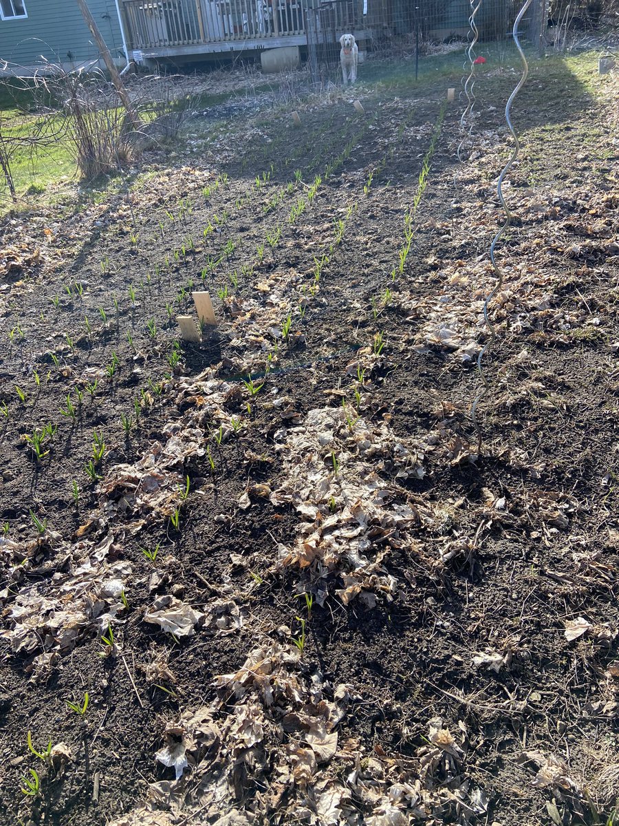 Garlic I planted last fall is doing well