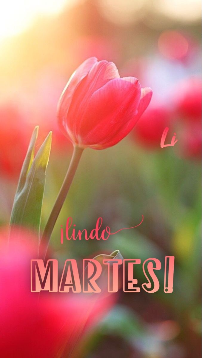 #BuenosDías ☀️
#FelizMartes 🙏☕💗🎼💐💗💖🥰