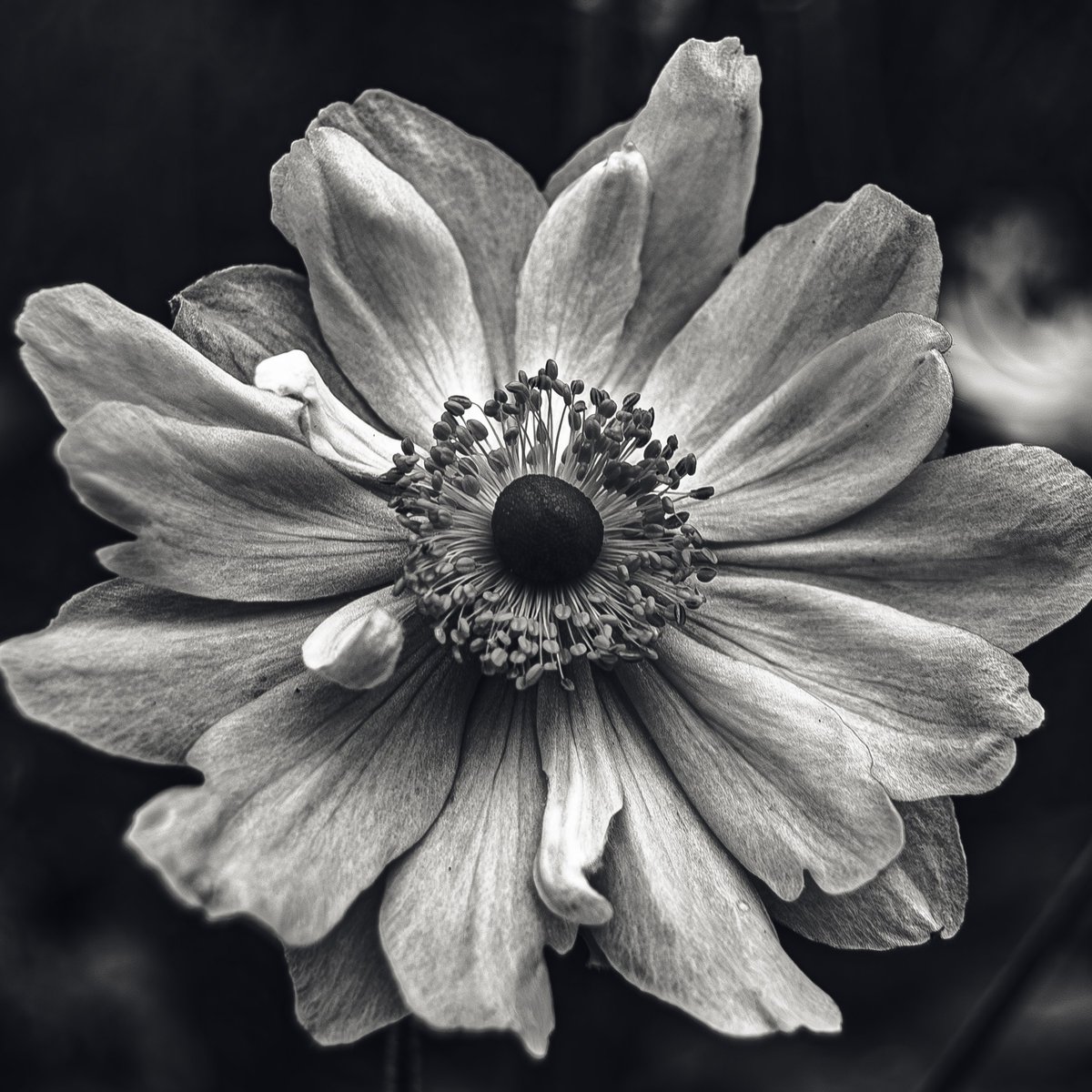 1760 - Black & White Flowers
#photography #nature #naturephotography #macro #macrophotography #flower #blackandwhite