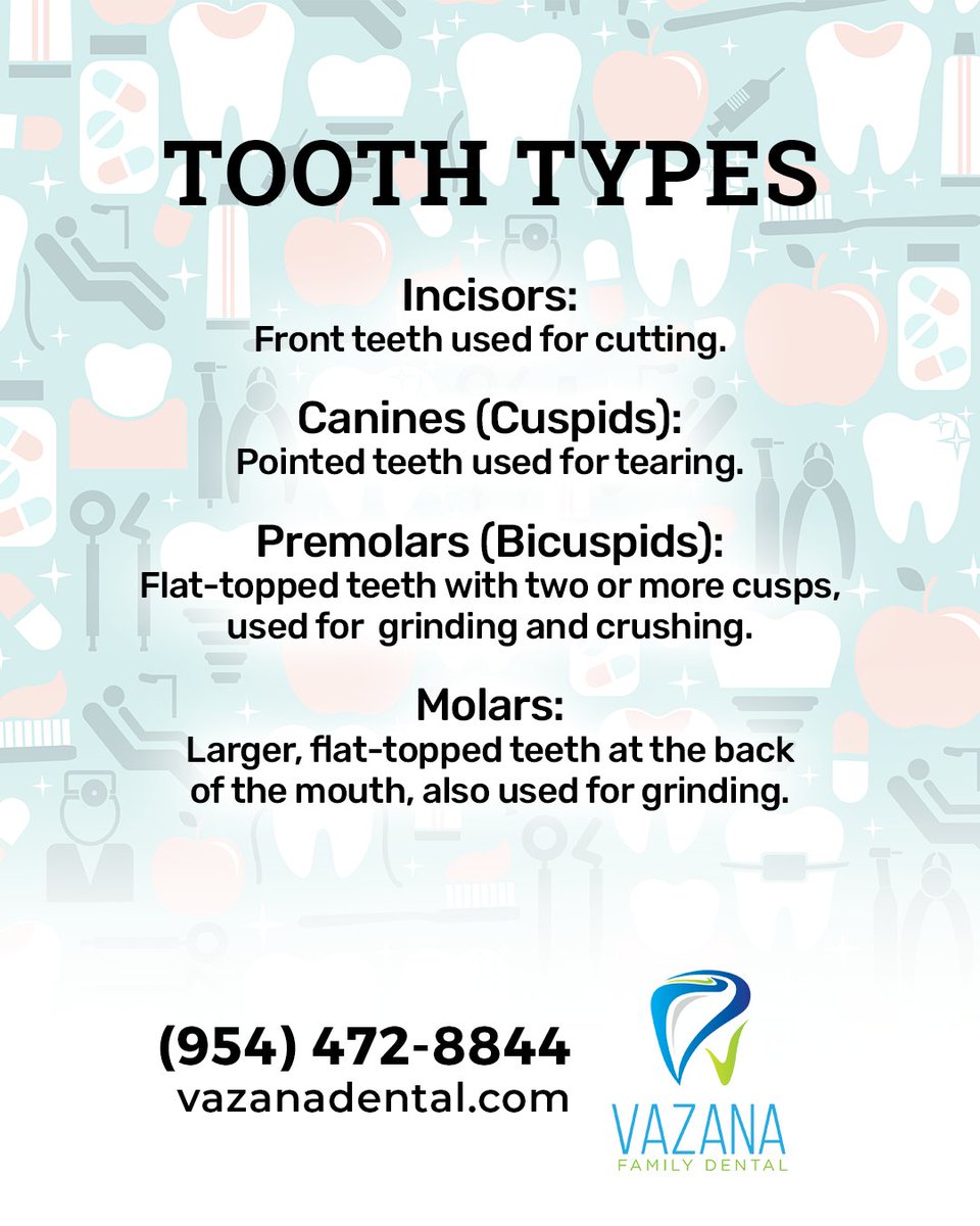 The four different types of teeth are incisors, canines, premolars, and molars. Each tooth type has a different shape and function for eating food! Call Vazana Family Dental today to get all your tooth types checked!

#plantationdentist #dentalcare #dentalfacts #dentalhygiene