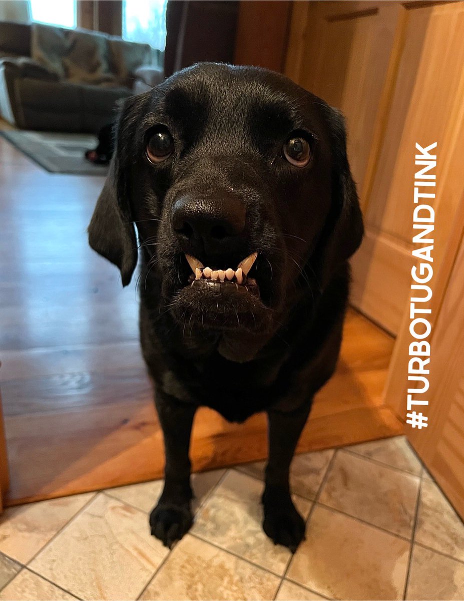 TINK: Good morning! Come on in! It only costs you a kiss! 🥳🥰🐾😘 #Tinksbouncing #greetingcommittee #bethelove #dogsarelove #labradorable #TurboTugandTink