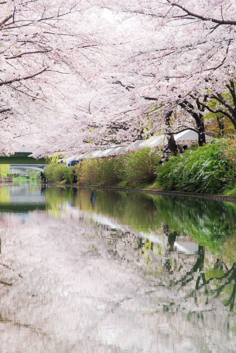 sgraph_p's tweet photo. 波のない川はまるで桜をうつすための鏡のようでした https://t.co/vMB0SdjdbY
