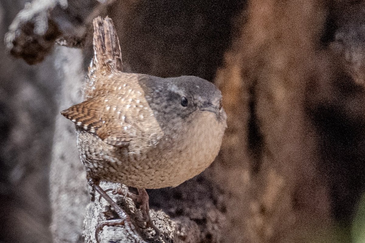 Winter wrens are lovely little birds, but they move really fast and often stay hidden. After several tries, I got a decent pic of this one at Ravine in @CentralParkNYC @BirdCentralPark #birdphotography #birdcpp #birds