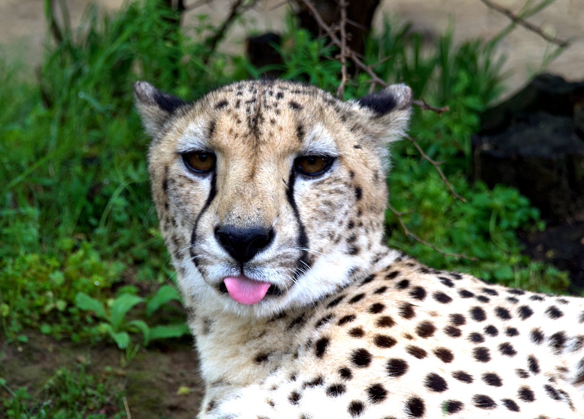 Tongue Out Tuesday #memphiszoo