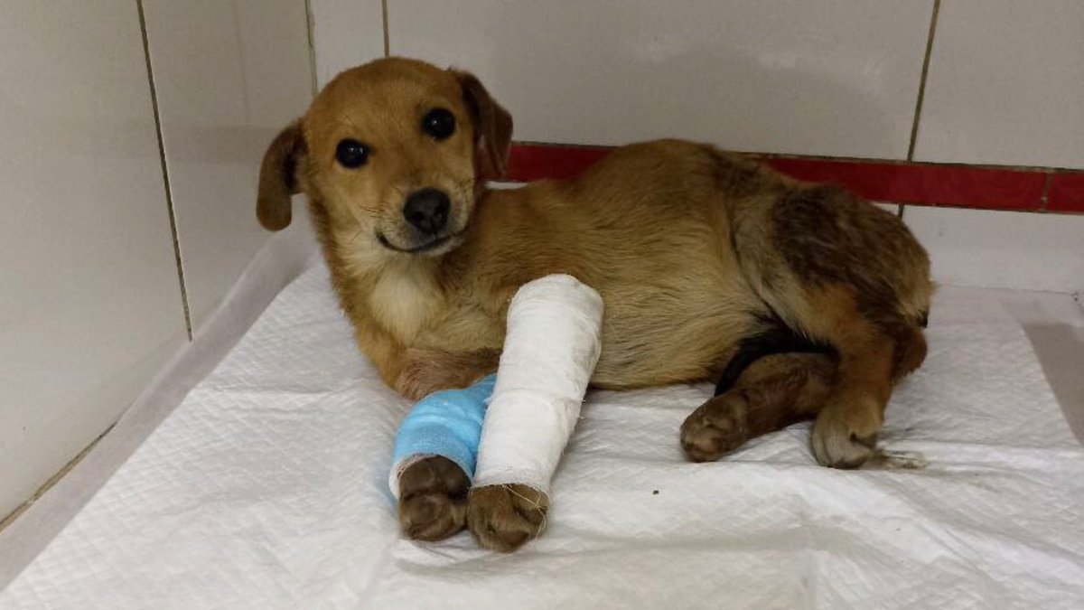 URGENT: Little Fox has been rescued from the front lines of war in Ukraine with two broken legs after being hit by a vehicle. She hasn't raised many donations so far for her surgery ❤️‍🩹 Please share her appeal and donate if you can: justgiving.com/campaign/iapwa… Thank you 🇺🇦🙏🏾⛑️