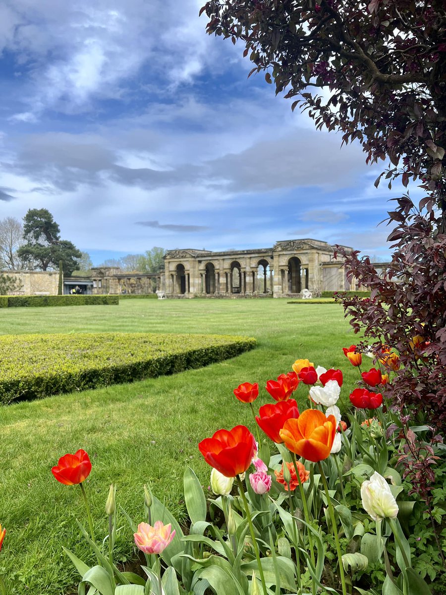 The vibrant tulips in our Italian Garden are a feast for the eyes 🧡 #HeverCastle #Tulips