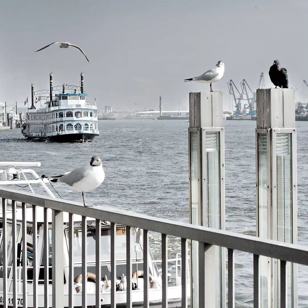 🤩 Moin! Das tierisches Leben an der Hafenkante! Es ist immer was los. ⛵⚓

#hamburgfotografiert #hamburg_de #hamburgliebe #hamburgerleben #stpaulilandungsbrücken #hafenkante #hamburgmeineperle #stpauli #frühling #typischhamburch #hansestadt #elbphilharmonie