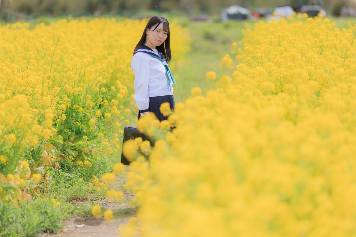 菜の花通学路🌼