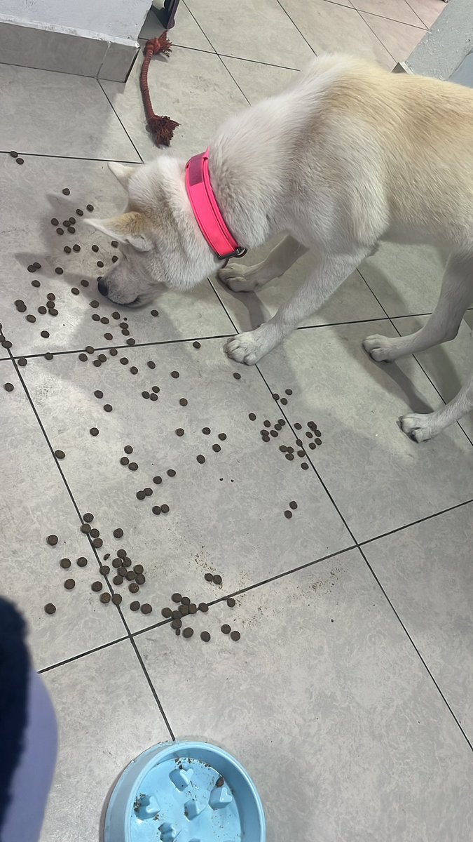 ROSARITOPS's tweet photo. En ritual de la comida. https://t.co/YqhkrgCYhu