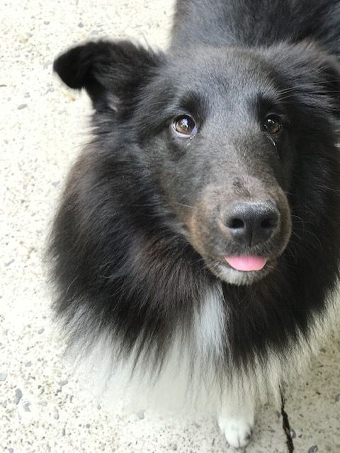 Happy Tongue Out Tuesday!!! Love, Moose❤️