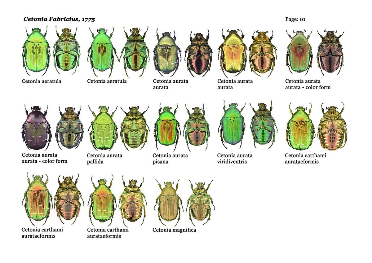 My digital collections of
Cetoninae
Cetonia Fabricius, 1775
2021 - 2023