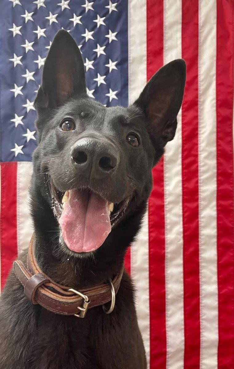 Please welcome Multi-Purpose Canine (MPC) “Gabber” to our Project K-9 Hero Pack as our 279th program member! MPC Gabber served for three and a half years with the U.S. Army’s 2nd Battalion, 75th Ranger Regiment. PROJECTK9HERO.ORG