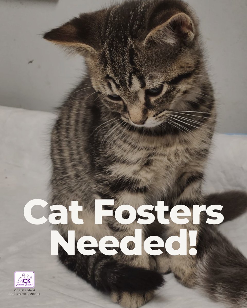 CK Animal Rescue is in need of foster families. Their rescue can't meet the demands and they're running out of options for the cats and kittens who rely on them.  If you are interested, please click the link to learn more: bit.ly/4aBTWoY
#CKont #YourTVCK @ckanimalrescue