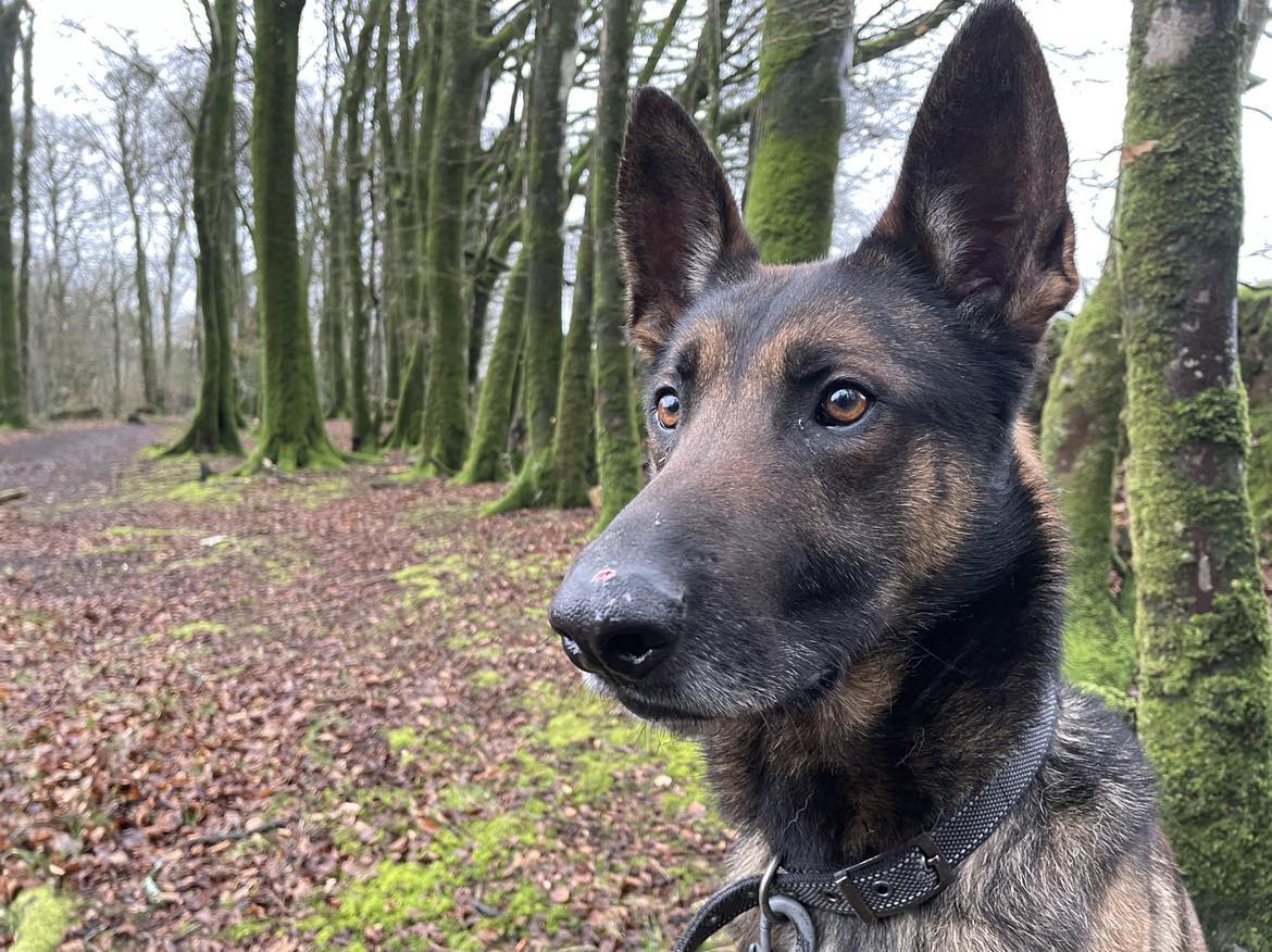 Bisto is 3yrs old and he is a lovely natured boy who can live with older kids, Bisto is a bright boy who has so much potential in the right home #dogs #GermanShepherd #Cornwall gsrelite.co.uk/bisto/