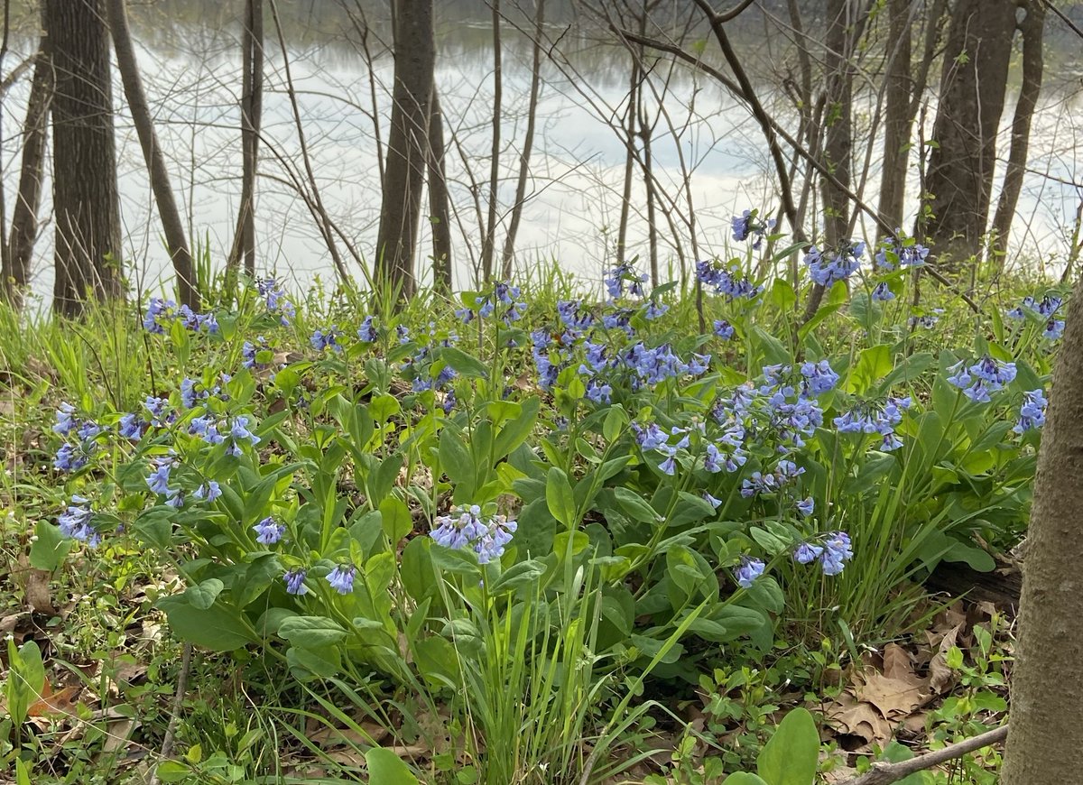 Virginia Bluebells are in bloom along the Potomac River and Goose Creek at Bazil Newman Riverfront Park. Bazil Newman Riverfront Park consists of over one hundred acres of passive parkland. For more information on all PRCS parks and trails, visit loudoun.gov/parks.