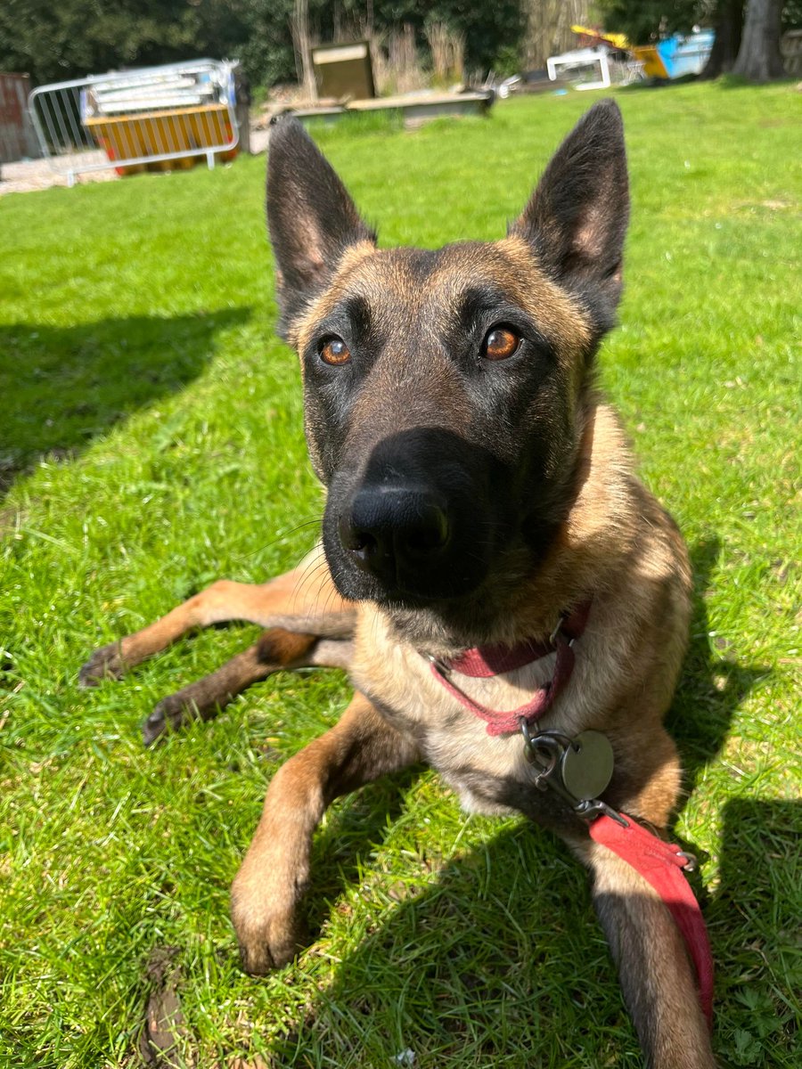 Polly will be 4yrs old in August and she can live older kids, Polly was seized from a nasty man so she can be nervous when first meeting and will need a patient home #dogs #GermanShepherd #Cornwall gsrelite.co.uk/polly/
