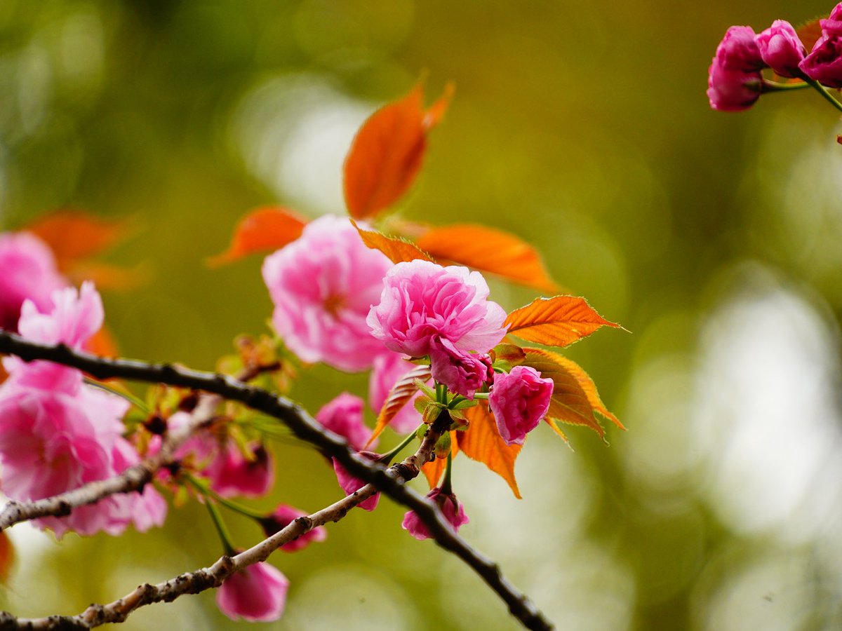Ray_Ray178's tweet photo. 靖国神社の桜、梅
2024年4月8日

SONY a7c
4枚目はレトロ風 https://t.co/PoA1tzI8Uj