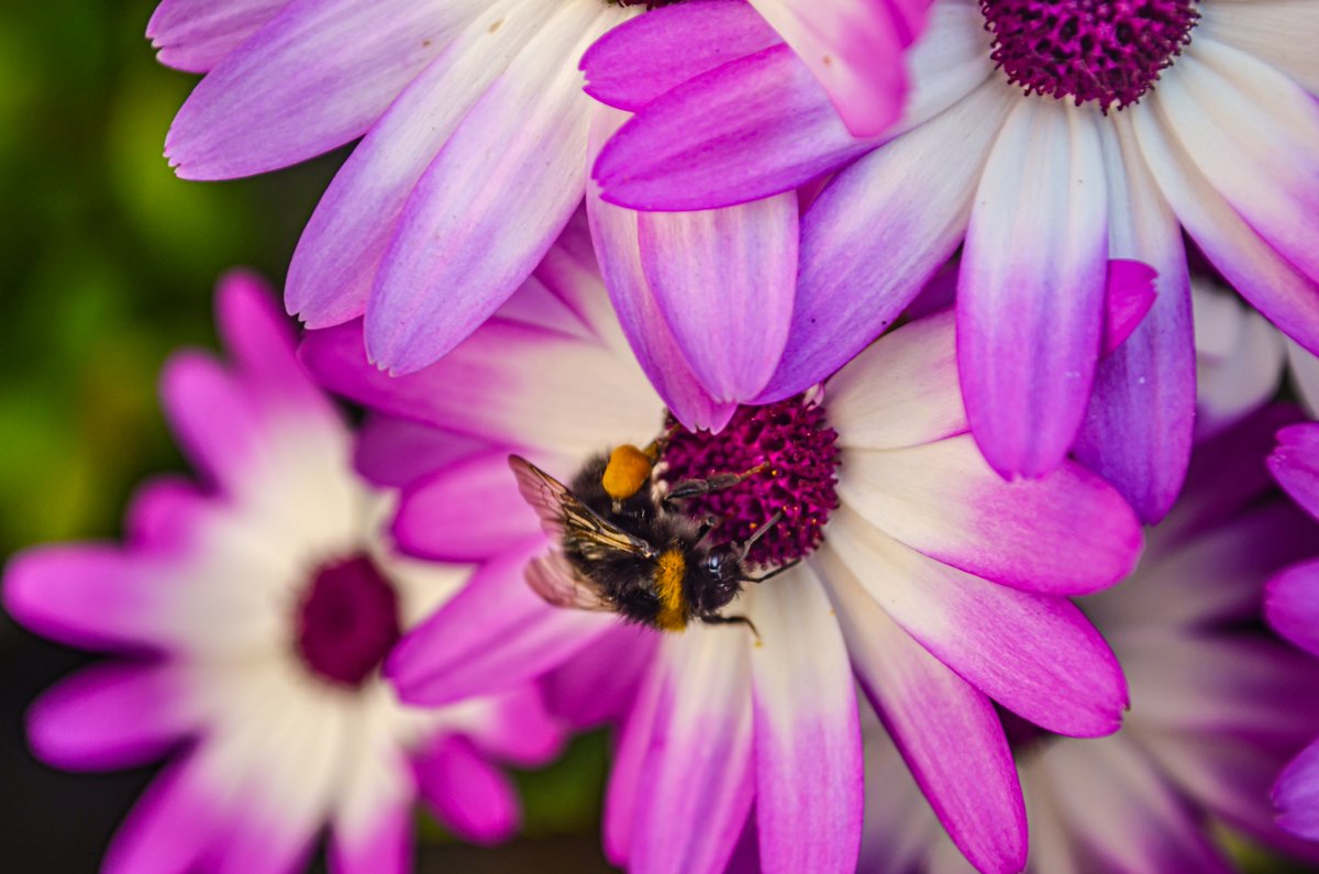 0353 - Harvest
#photography #nature #naturephotography #wildlife #wildlifephotography #floa #flower #insect #bumblebee #purple #spring