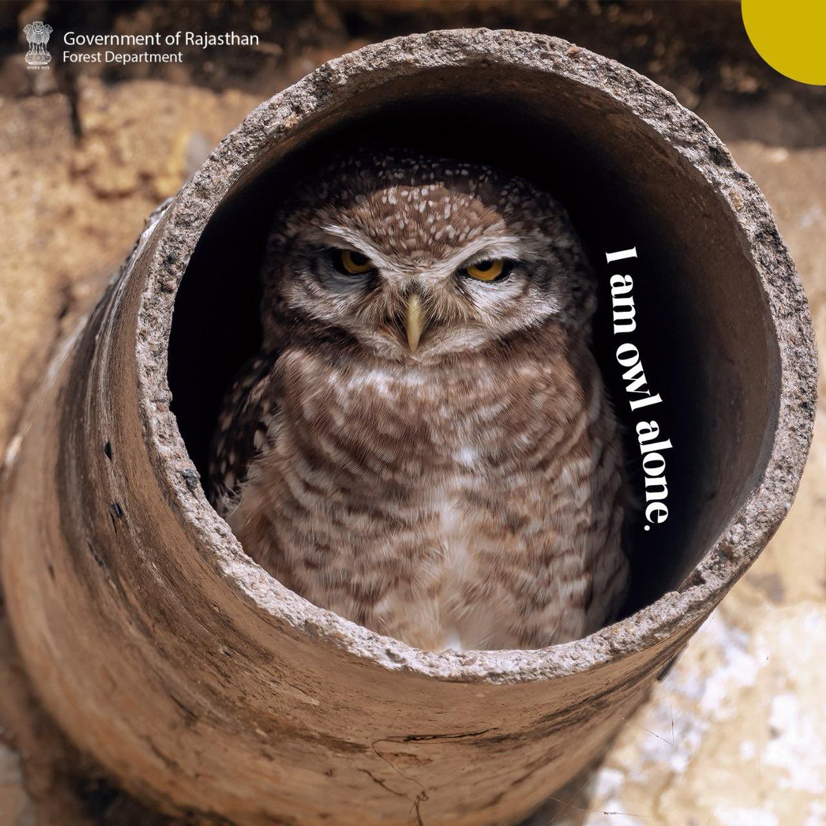 This owl is feeling 'owl alone.' Share your funniest owl puns to turn that frown upside down!' #AnimalPuns #OwlPuns #PunIntended #WildlifeHumor #FunnyFauna #CreaturesOfComedy #LaughingWithNature #ComicCritters #PunOfTheDay #WildHumor #ForestFun #RajasthanForestDepartment