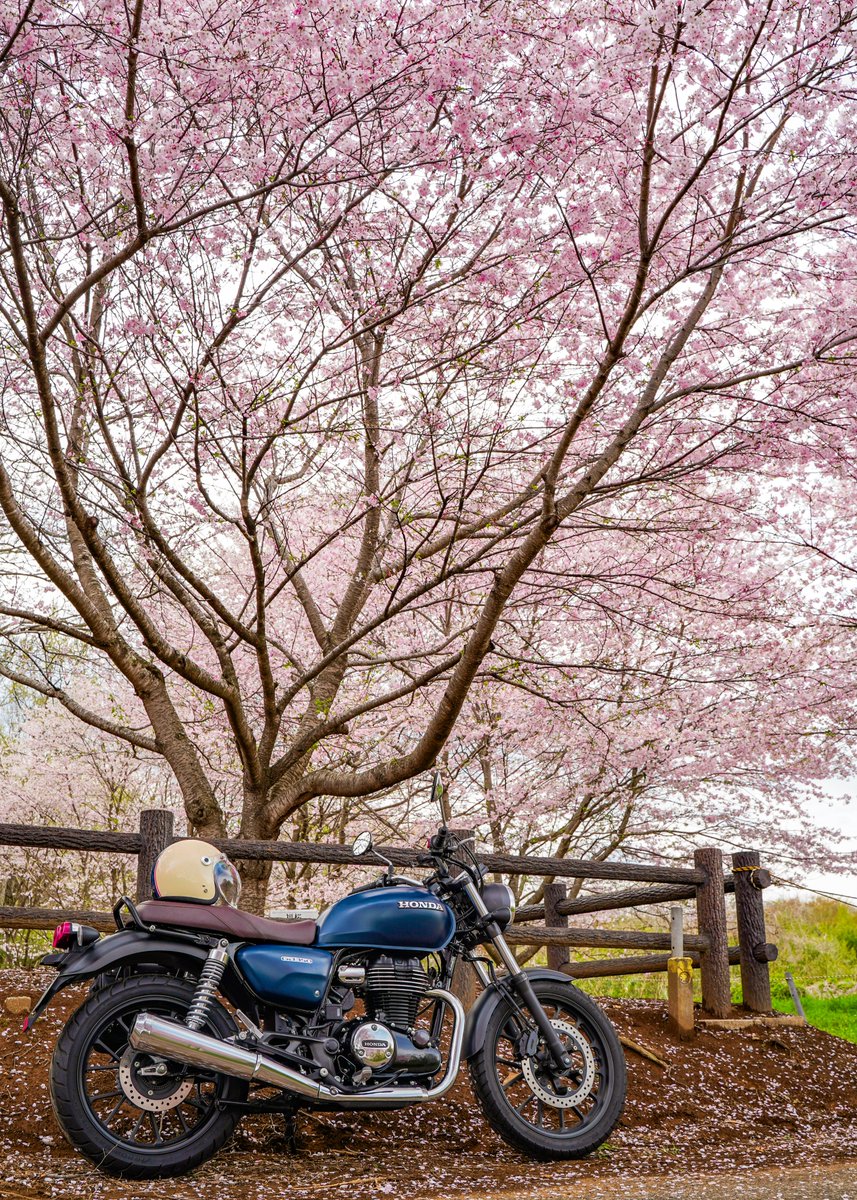 桜の木の下でGB350とひとやすみ