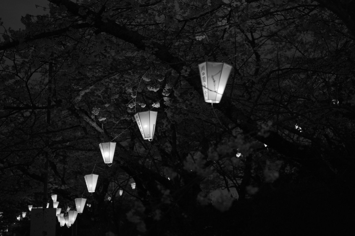 こんばんは🌃
帰りしなのお写真📷

桜色の夕暮れと桜
とても綺麗でした(´ω`)

#fujifilm_xseries #Xpro2 #50mm