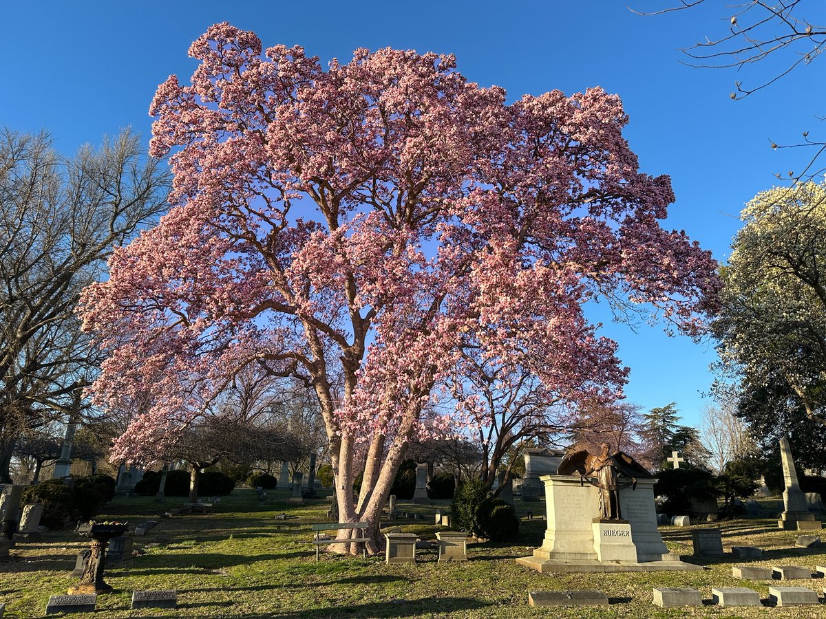 The Saucer Magnolia is a multi-stemmed tree with bright and attractive white flowers shaded in pink. It is one of the earliest blooming trees in the cemetery! 🌸 Did you get a chance to see it this year? Learn more at hollywoodcemetery.org/visit/natural-… Photo: Bill Draper Photography