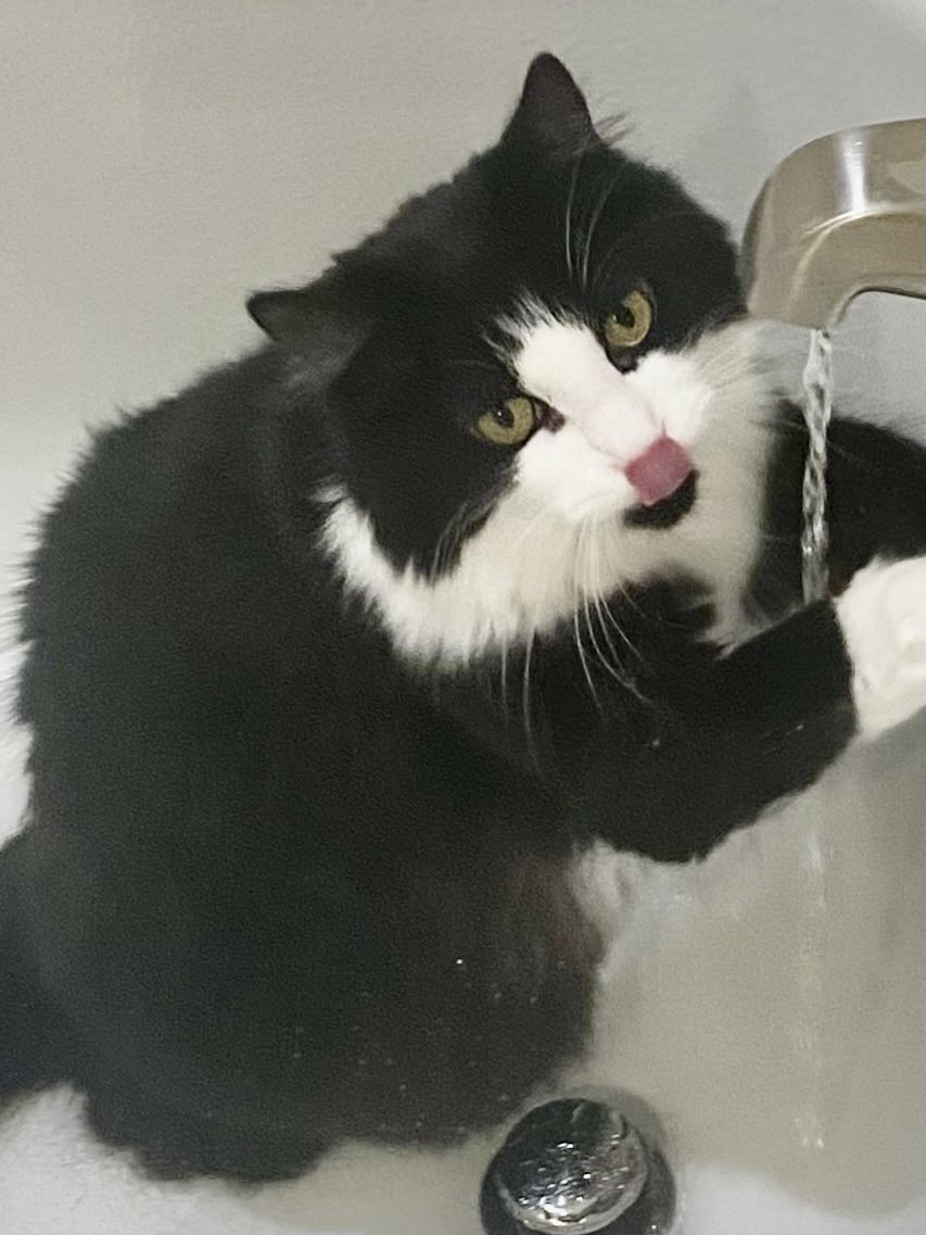 🐾Hello everpawdy! Would you like to 
     join me this #TuxedoTuesday for a 
     nice & cool refreshing drink of 💦? 
     It’s my morning 🛁 Time.🐾
          ❤️😘🤗 to all! ~Sally 

#TongueOutTuesday #CatsOfTwitter #CatsOfX #CatsAreFamily #Cats #AdoptDon’tShop #CatsPeople