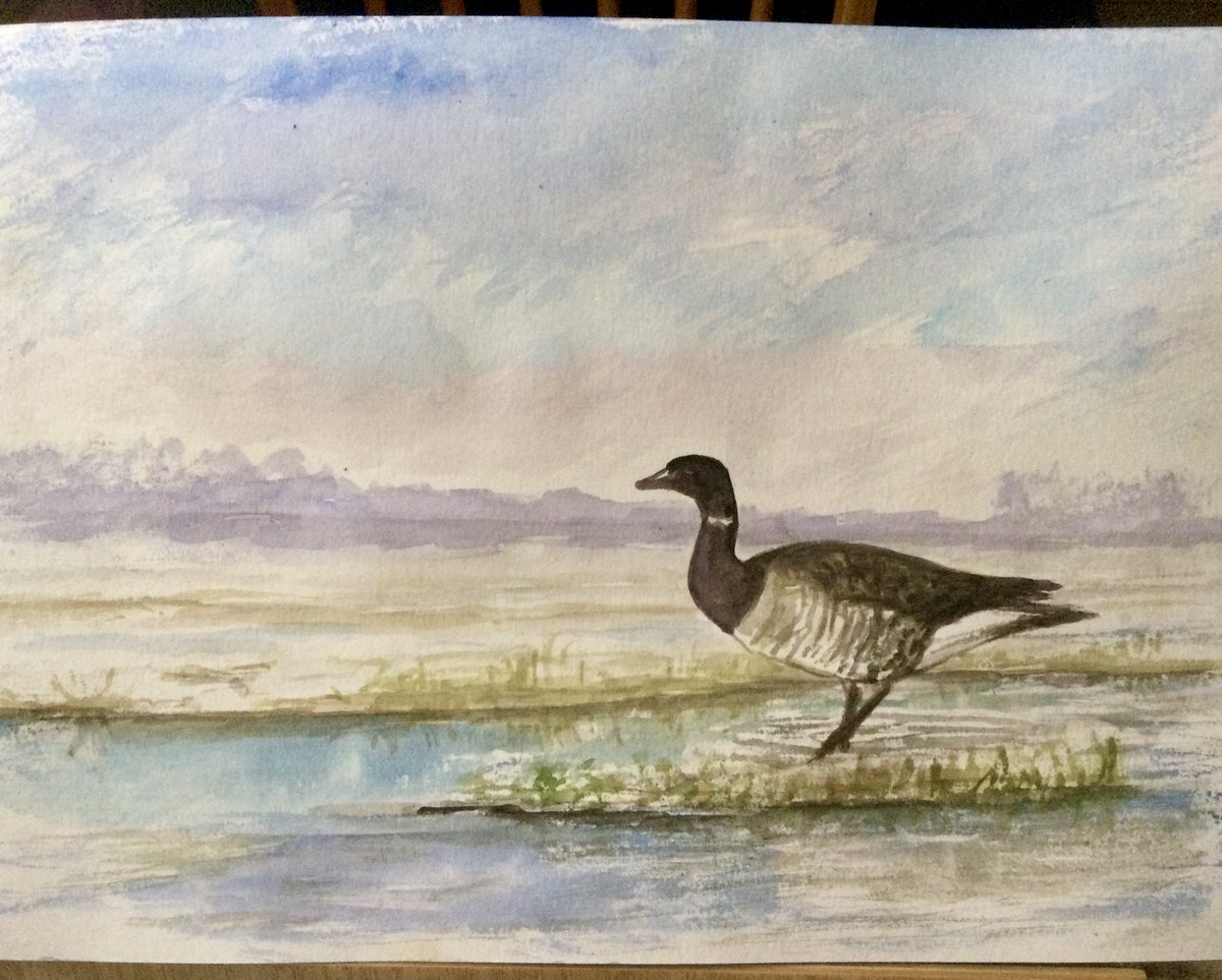 Light bellied Brent goose up on the flooded fields by Ross farm - 2 brothers up at Beadnell and Fenwick telling me that there’s a huge spring 5.3 m tide today, biggest for ages. All this rain with Climate change & spring tides, not a good combination! Have a good evening all 🙏